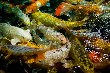 Koi Carp, Japanese big fish, underwate
