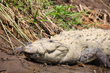 Obraz premium Crocodile resting in the sun next to a river in the Costa Rican Jungle