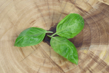 three green basil leaves