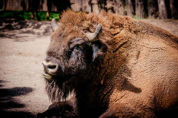 European Bison, American Bison / Buffalo