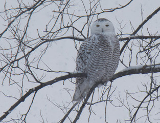 Snowy Owl in Winter
