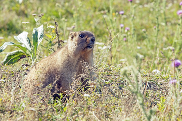 Naklejka na ściany i meble big furry marmot on the meadow