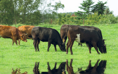 Herd of cows. Cows on the field