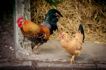 beautiful  rooster. Colorful Rooster