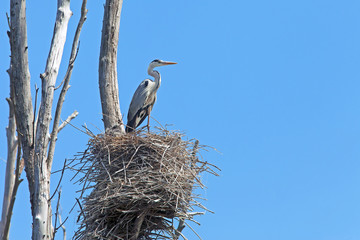 swamp Heron sitting in a nest on a tree