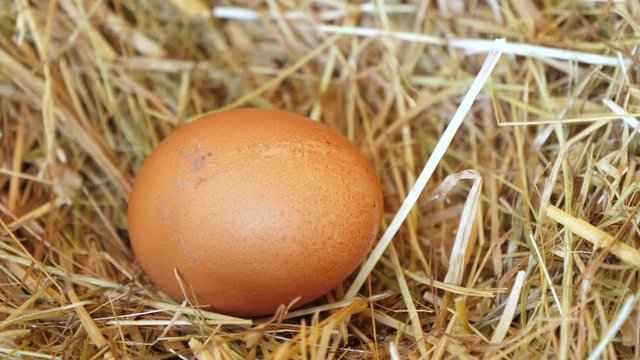 Hen's egg in the nest