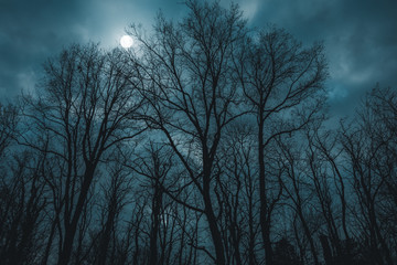 forest sillhouettes at night with moon in the background