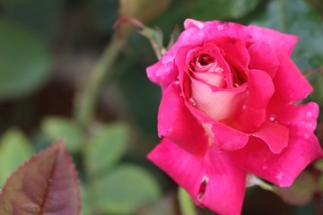 Pink roses in tropical