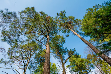 beautiful green forest. Forest Trees