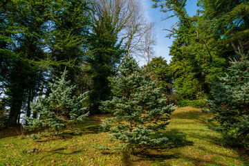 beautiful green forest. Forest Trees