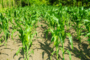 Corn field. maize wheat field corn