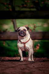 Pug dog portrait. cute pug