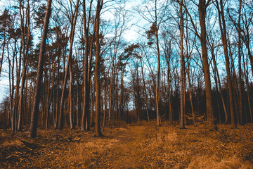 Fototapeta premium landscape picture of forest in winter