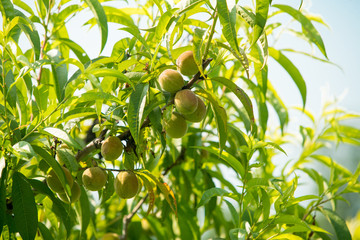 Fresh peach tree. Fresh organic ripe peach tree