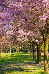 Fototapeta premium Beautiful park garden in spring. spring landscape