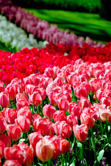 Spring. Spring meadow. Tulips