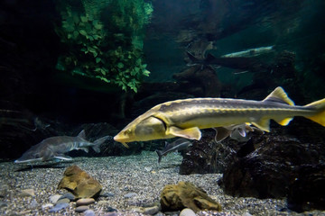 A sturgeon in the sea. Sea sturgeons in aquarium