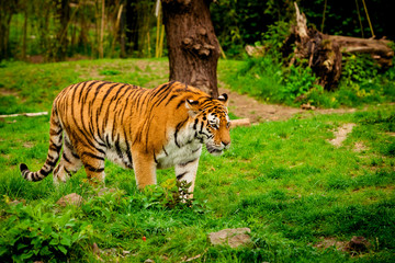 Tiger in forest. Tiger portrait
