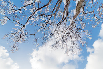 雪の花が咲いた枯れ木