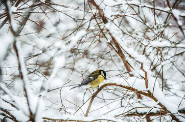 Tit among the snow-covered branches in the winter forest.
