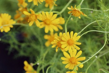 Diasy flower in garden
