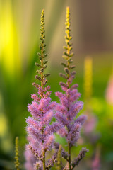 blossom Celosia argentea