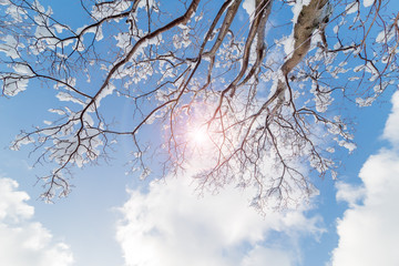 雪の花が咲いた枯れ木