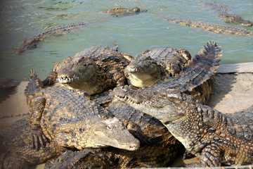 Krokodyle 2