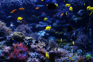 Plakat tropical Fish on a coral reef. Underwater coral fish