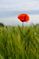 Mohn