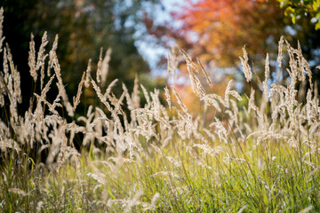 Grass into the light of the sun