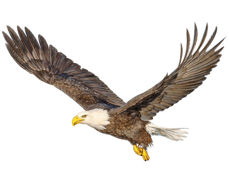 Bald eagle flying hand draw and paint color on white background illustration.