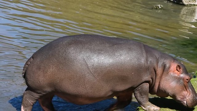 Close up one hippo walking getting out of water to grass river bank sunny day, close up, high angle view