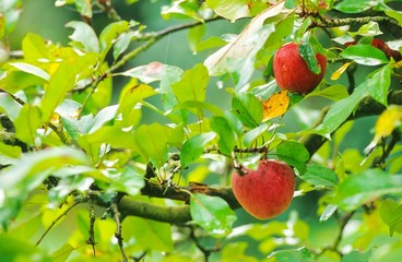 Rote Bio-Äpfel hängen am Apfelbaum, Niedersachsen, Deutschland, Europa 