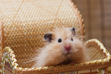 Surprised fluffy Syrian hamster peeking out of a basket