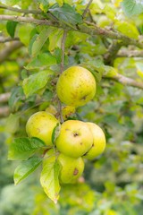 Grüne Bio-Äpfel hängen am Apfelbaum, Niedersachsen, Deutschland, Europa 