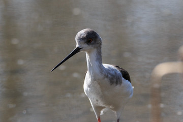 cavaliere d'Italia (Himantopus himantopus)