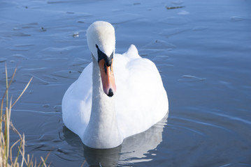 Swan