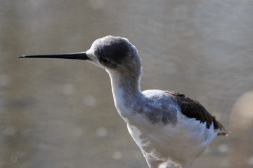 cavaliere d'Italia (Himantopus himantopus)