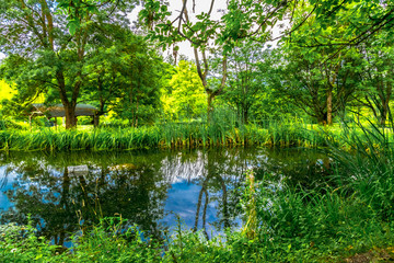 Fototapeta na wymiar A summer day at the pond with many green plants in the botanical garden near Marburg in Germany.