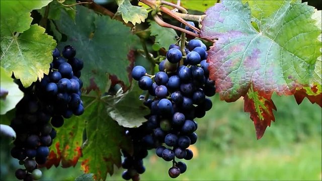 blue wine grapes hanging on bush
