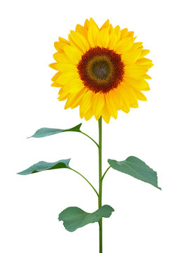 sunflower (Helianthus annuus) with green trunk and leaves isolated on white background, clipping path included