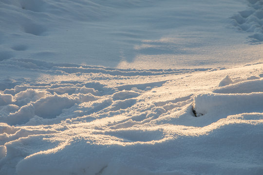 traces in the fresh snow in the rays of the evening sun at sunset