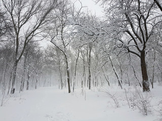 A park in the snow in a storm.