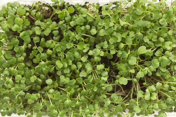 Organic growing micro greens closeup