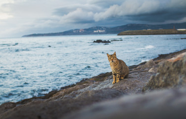 Cat on the side of the beach