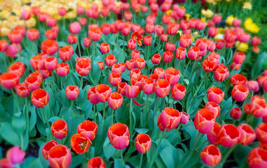 Fototapeta premium Floral landscape with a red tulips flowerbed