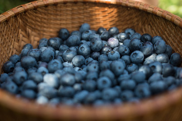 Blueberries