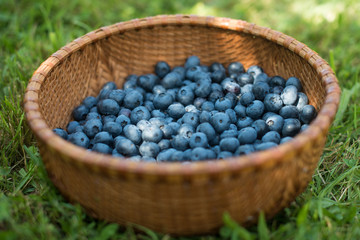 Fototapeta na wymiar Blueberries