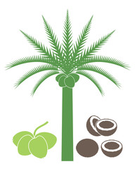 Coconut tree. Isolated coconut on white background